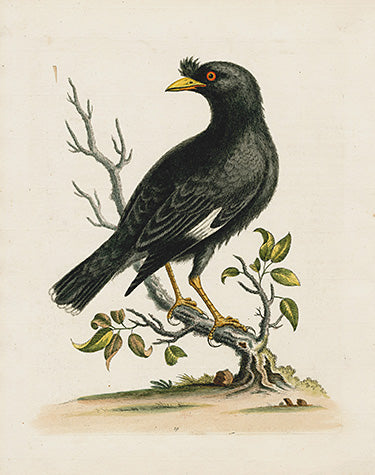 George Edwards Bird Print Black-Bird EDB84