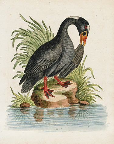 George Edwards Bird Print Black Duck EDB119