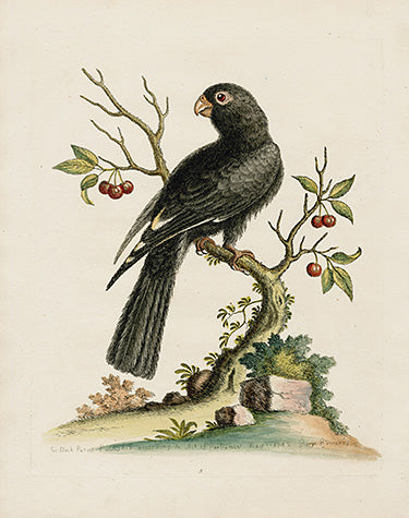George Edwards Bird Print Black Parrot EDB30