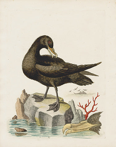 George Edwards Bird Print Black Petrel EDB143