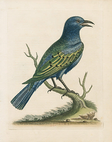 George Edwards Bird Print Blue & Green Dani EDB256
