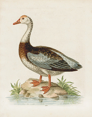 George Edwards Bird Print Blue-winged Goose EDB123