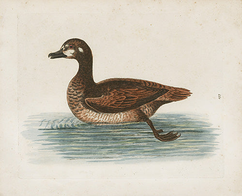 George Edwards Bird Print Brown Duck EDB148