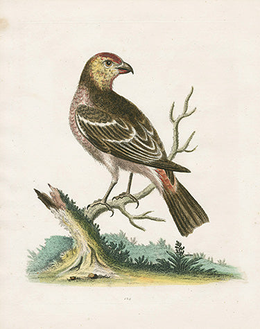 George Edwards Bird Print Bullfinch Hen EDB288
