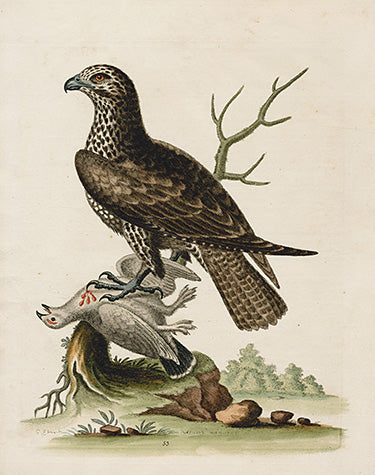 George Edwards Bird Print Buzzard EDB57