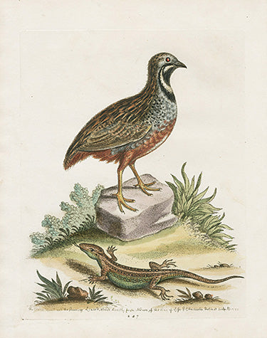 George Edwards Bird Print Chinese Quail EDB291