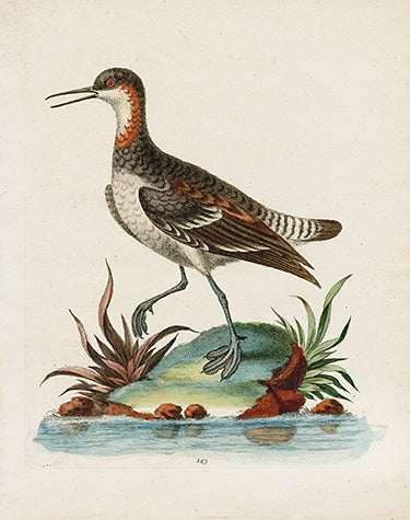 George Edwards Bird Print Cock Tringa EDB132