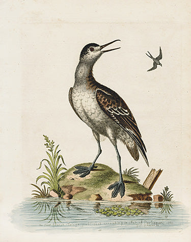 George Edwards Bird Print Coot Footed Tringa EDB124
