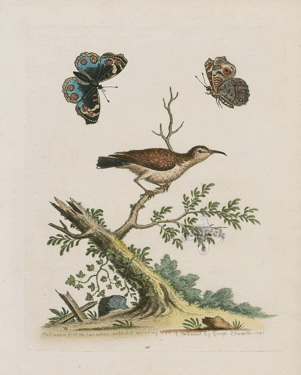 George Edwards Bird Print Creeper EDB176