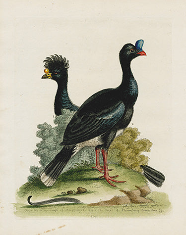 George Edwards Bird Print Curasso Bird EDB76