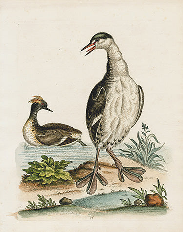 George Edwards Bird Print Dobchick EDB126