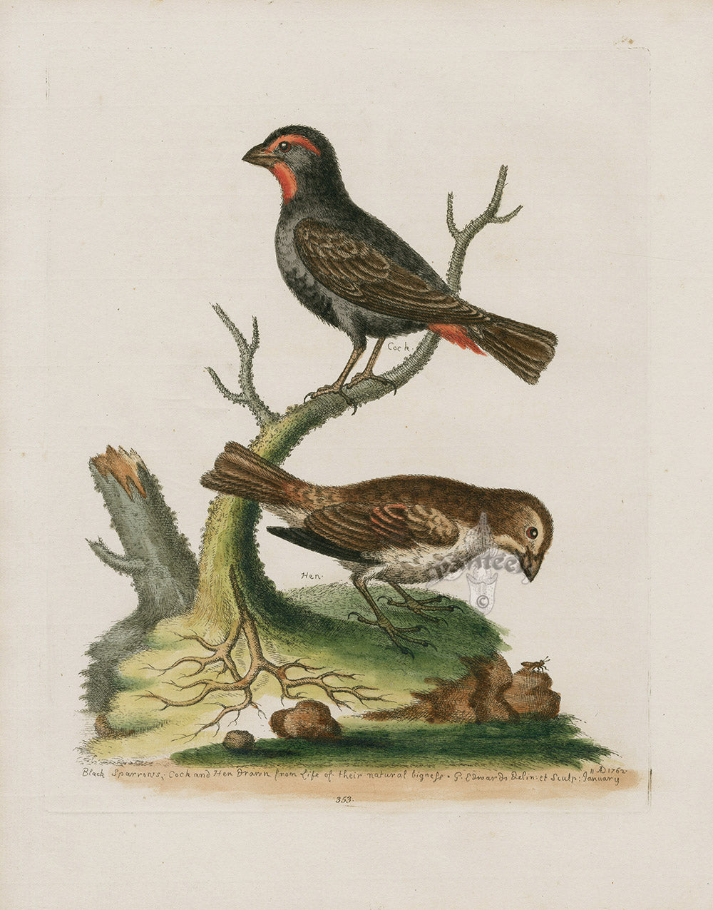 George Edwards Bird Print Dusky Sparrow EDB183