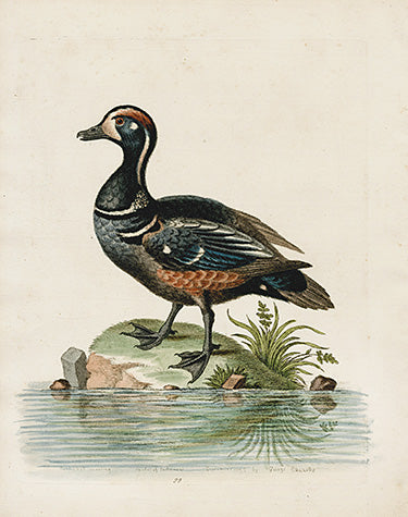 George Edwards Bird Print Dusty Duck EDB131