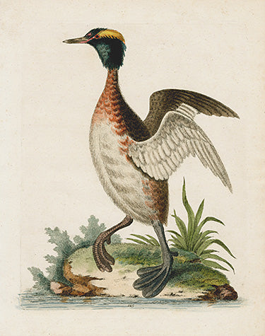 George Edwards Bird Print Eared Dobchick EDB102