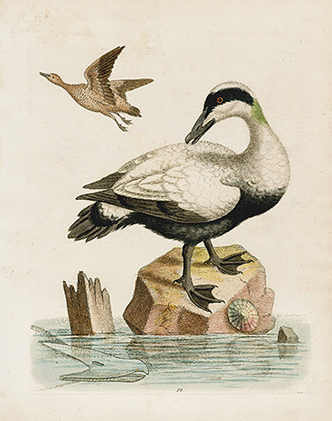 George Edwards Bird Print Great Black & White Duck EDB129