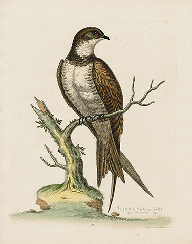 George Edwards Bird Print Greater Swift EDB58