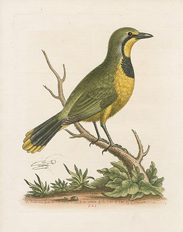 George Edwards Bird Print Green-Pie EDB274