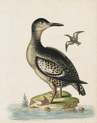 George Edwards Bird Print Greenland Dove EDB113