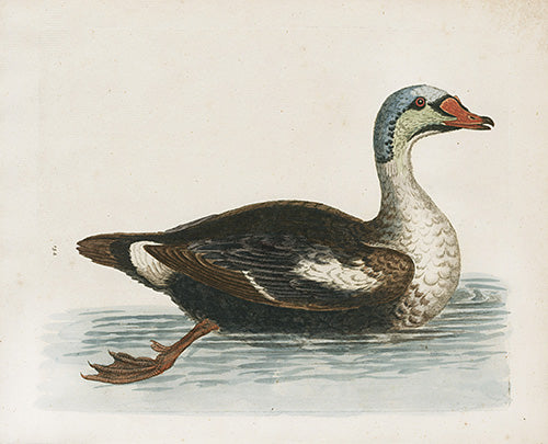 George Edwards Bird Print Grey Headed Duck EDB146