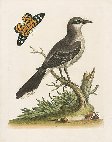George Edwards Bird Print Grey Pye EDB267