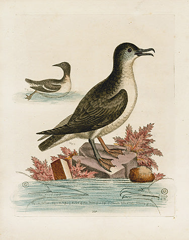 George Edwards Bird Print Guillemot EDB142