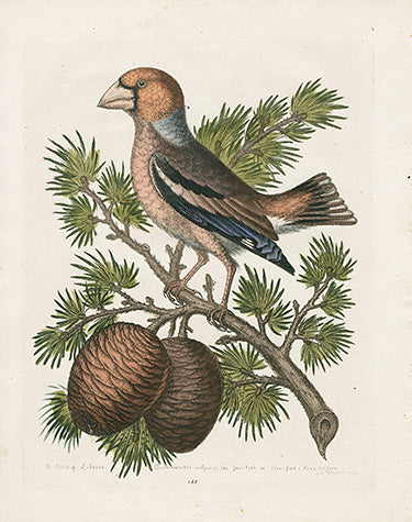 George Edwards Bird Print Haw-finch EDB229