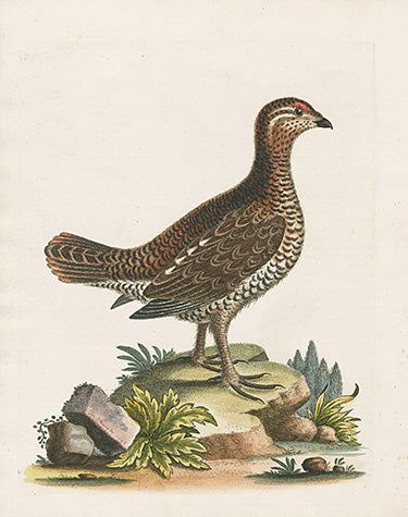 George Edwards Bird Print Heathcock EDB307