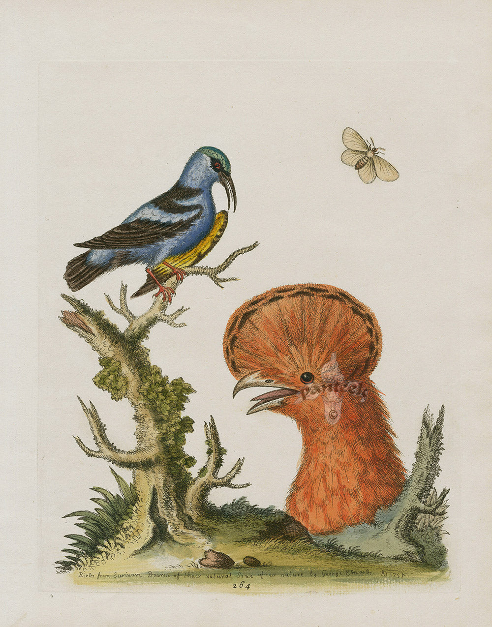 George Edwards Bird Print Hoopoe Hen EDB151