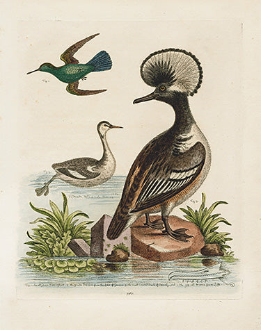 George Edwards Bird Print Hummingbird EDB120