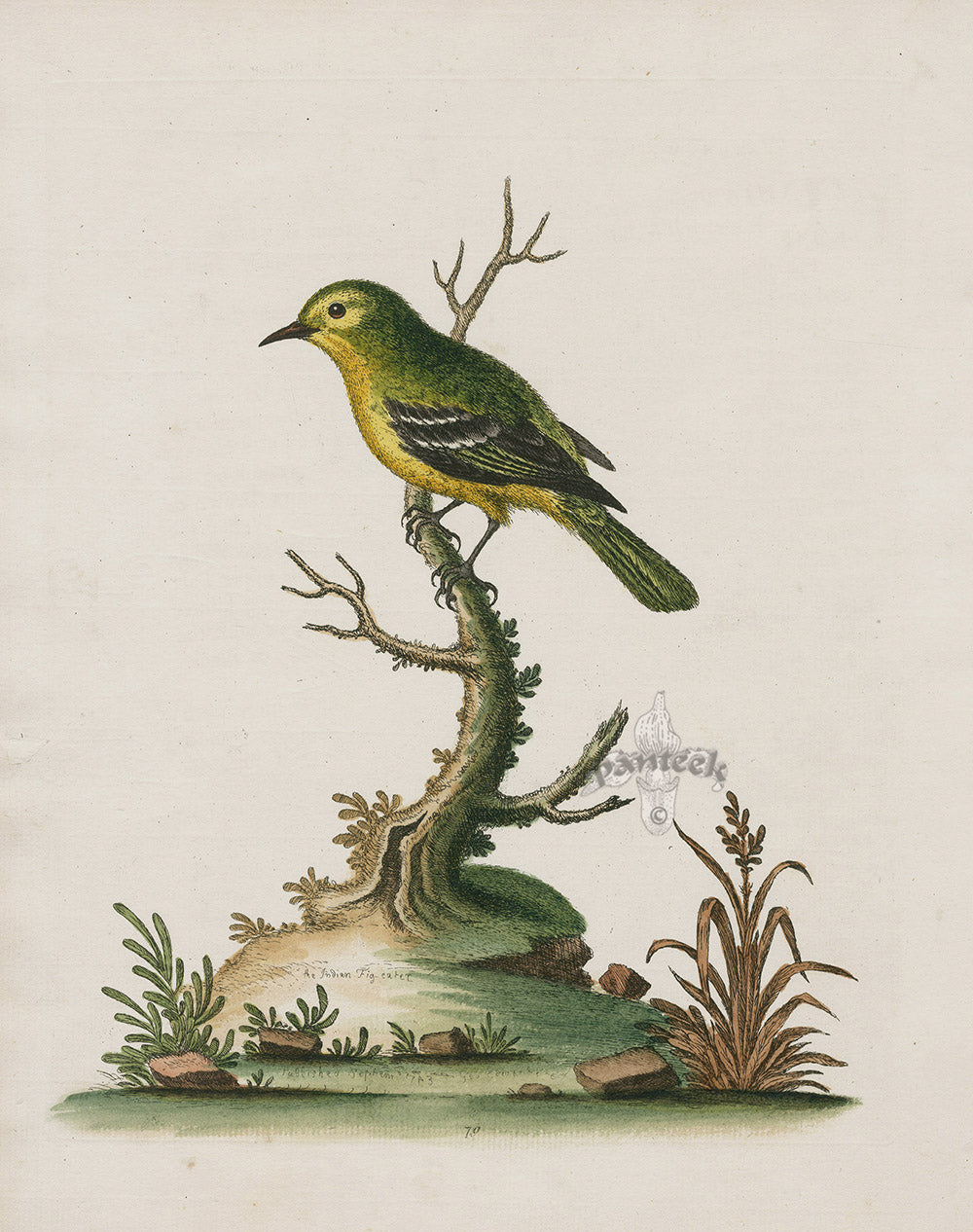 George Edwards Bird Print Indian Fig-eater EDB227