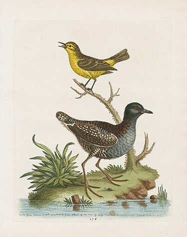 George Edwards Bird Print Jamaican Birds EDB270