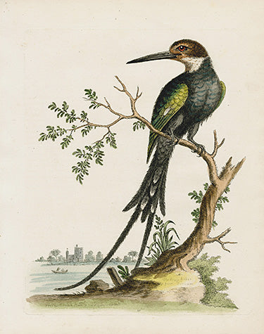 George Edwards Bird Print Kingfisher EDB60