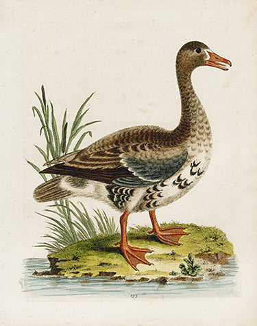 George Edwards Bird Print Laughing Goose EDB121