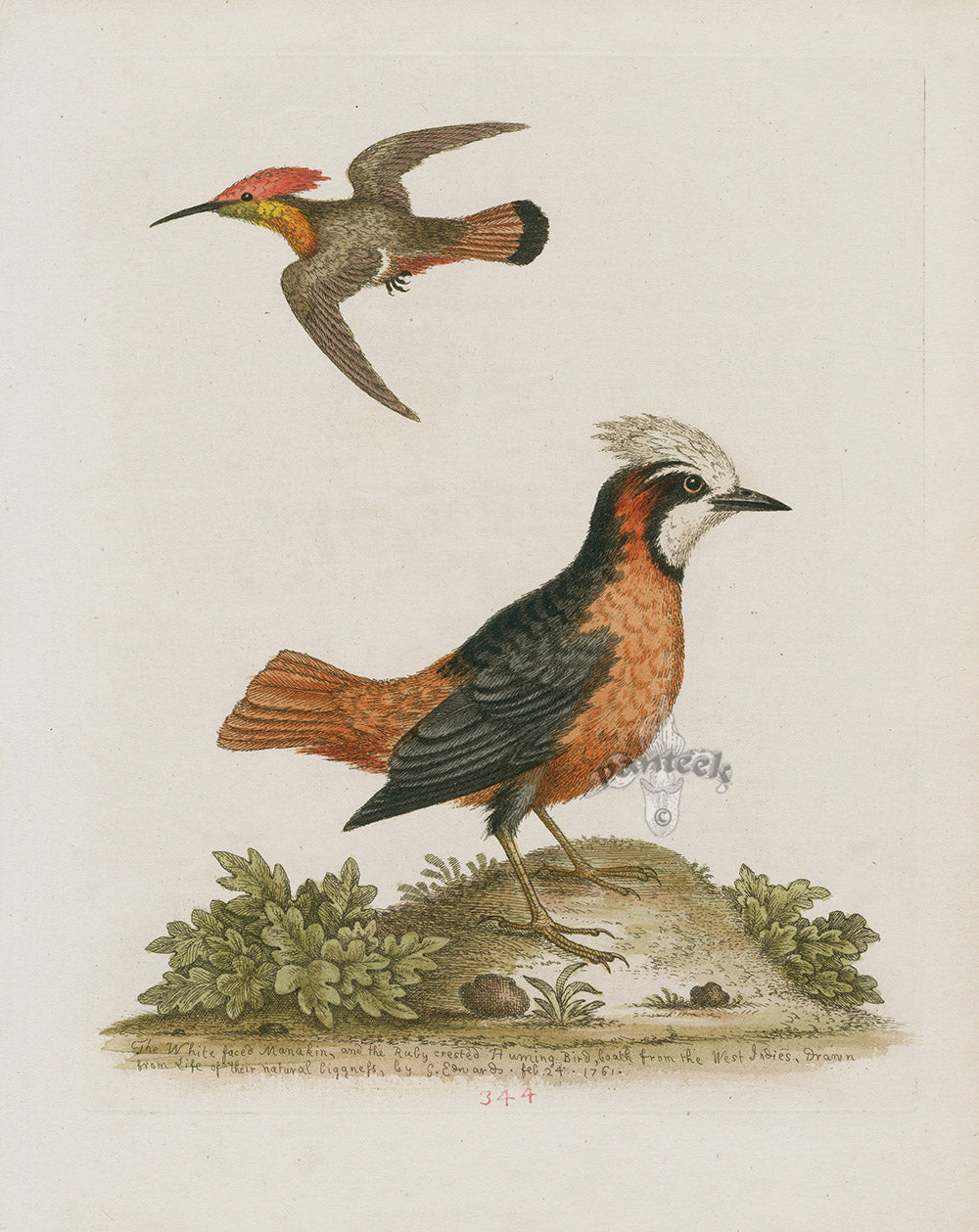 George Edwards Bird Print Manakin, Hummingbird W. Indies EDB172