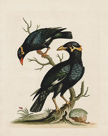 George Edwards Bird Print Mino EDB83