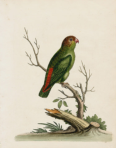 George Edwards Bird Print Parrakeet EDB43