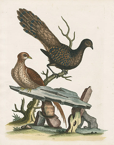 George Edwards Bird Print Peacock Pheasant EDB282