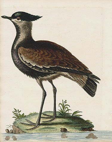 George Edwards Bird Print Plover EDB138