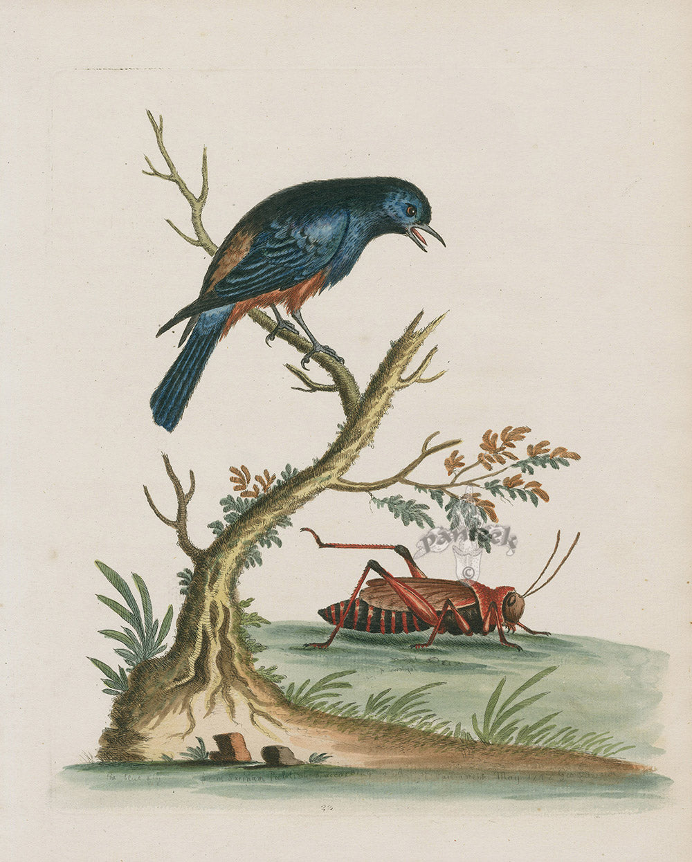 George Edwards Bird Print Red Belly'd Blue Bird EDB188