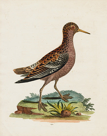 George Edwards Bird Print Red Tringa EDB139