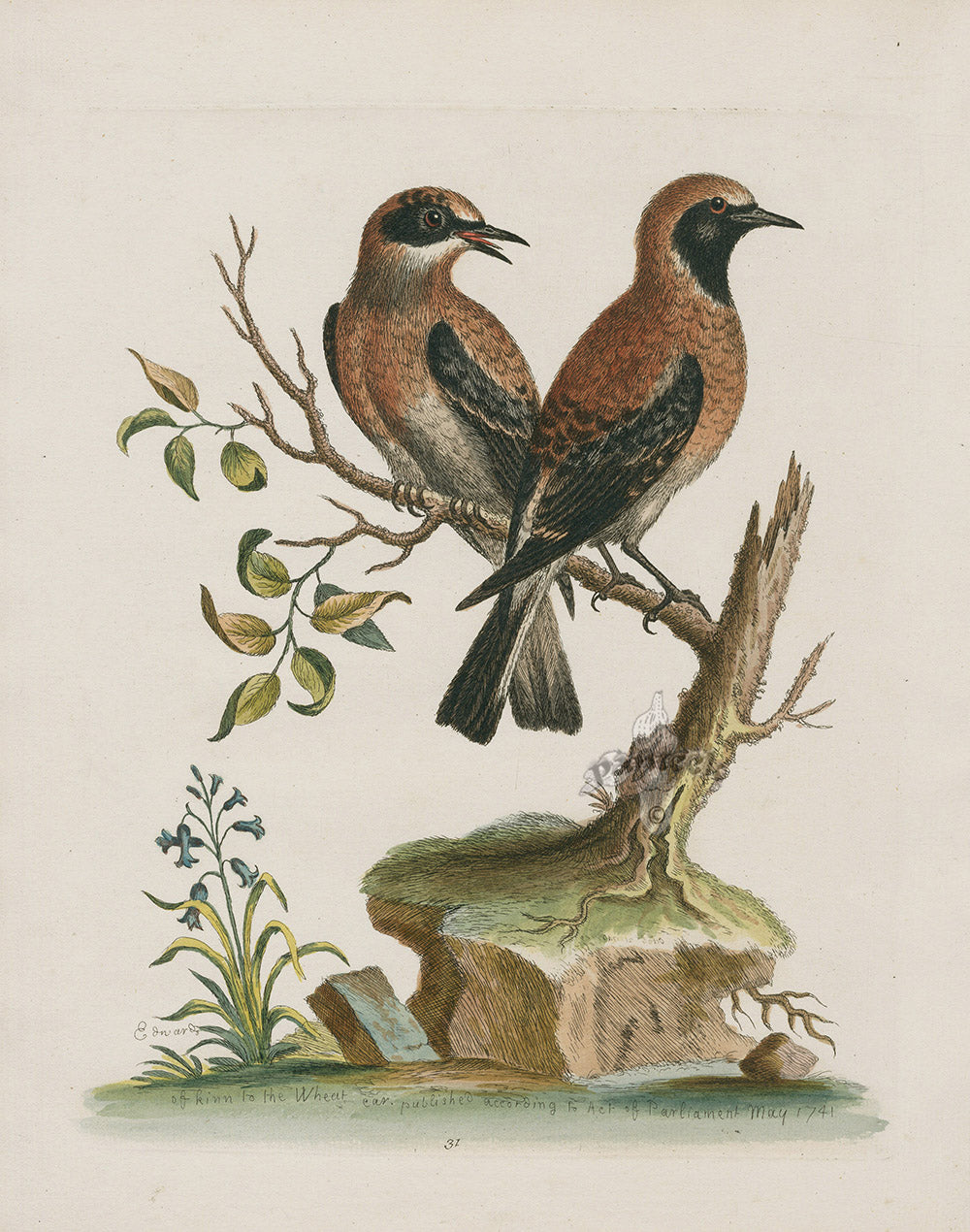 George Edwards Bird Print Red Wheat Ear EDB180