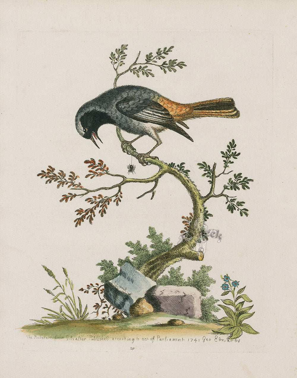 George Edwards Bird Print Redstart from Gibralter EDB224