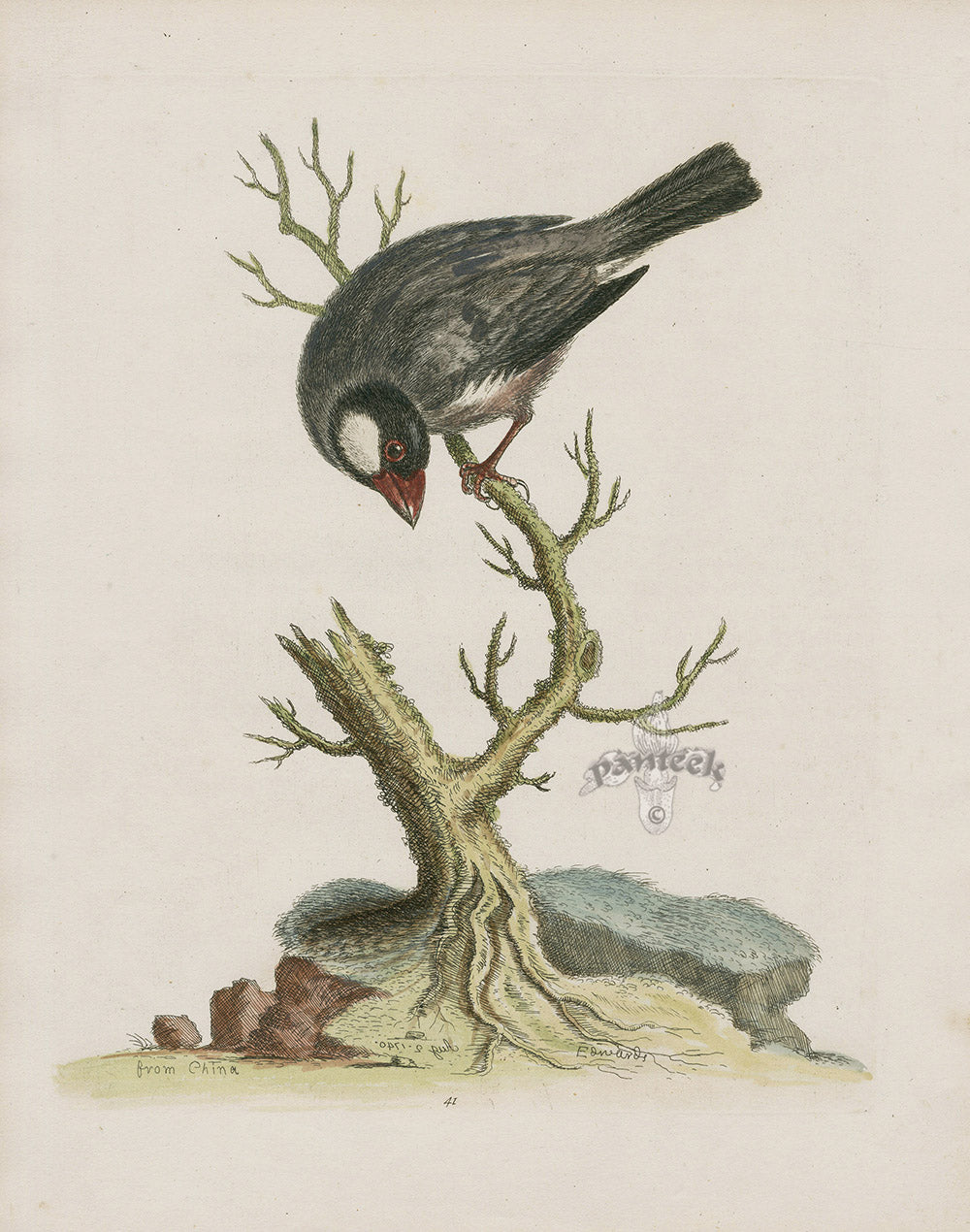 George Edwards Bird Print Rice Bird, China EDB208