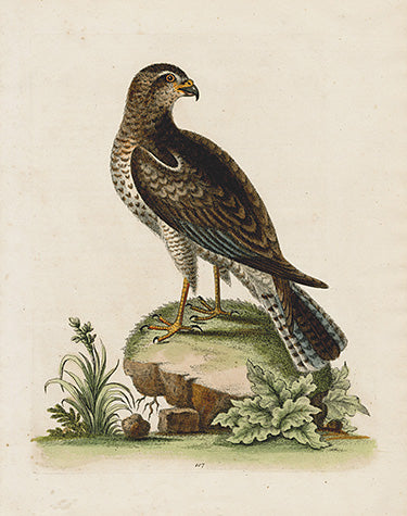 George Edwards Bird Print Ring-Tail'd Hawk EDB63