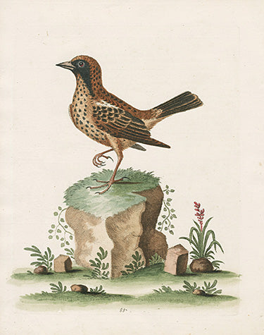 George Edwards Bird Print Schomburger EDB293