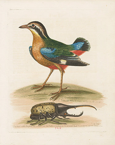 George Edwards Bird Print Short-tailed Pie EDB296