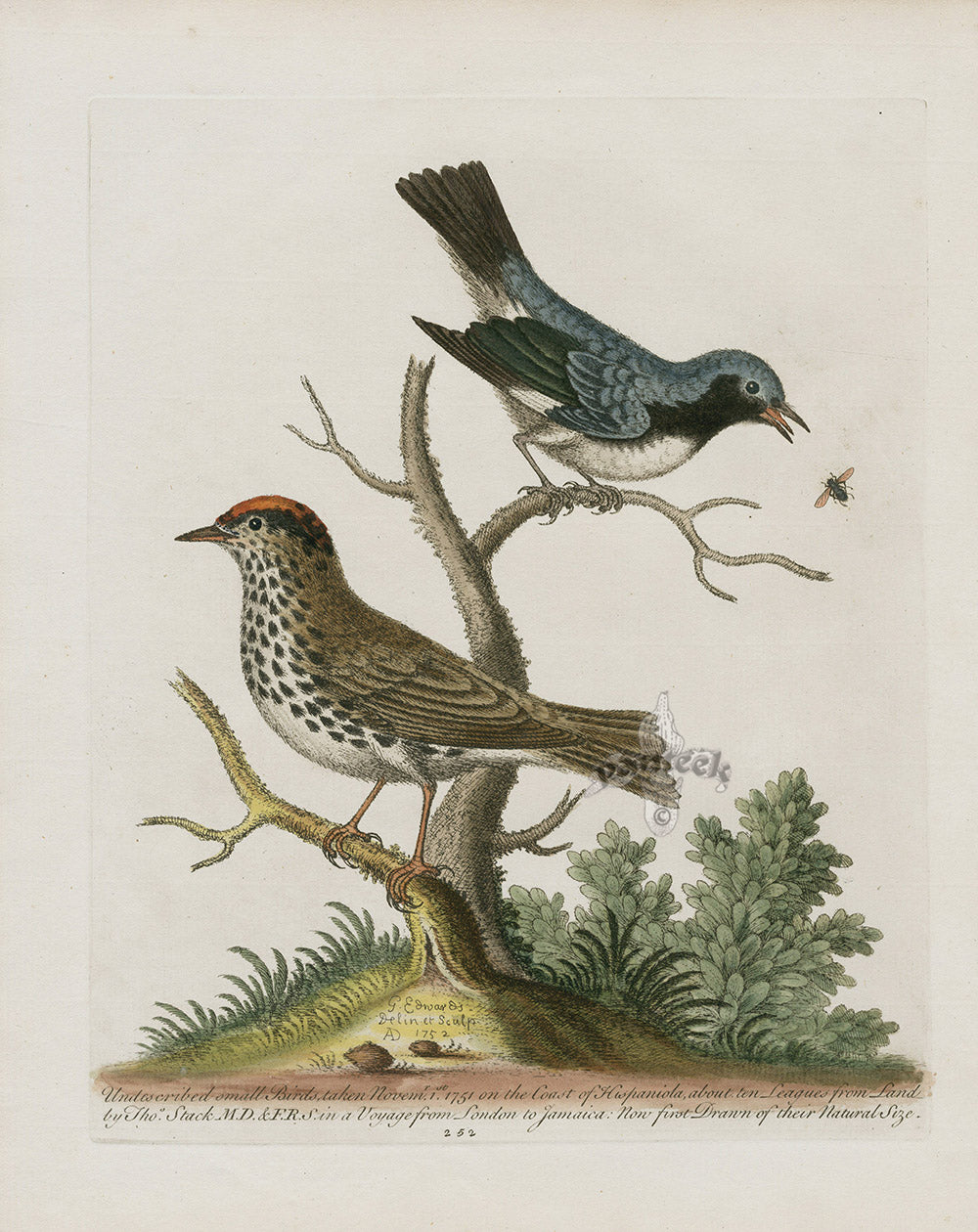 George Edwards Bird Print Small Birds, Hispaniola Coast ED215