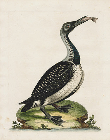 George Edwards Bird Print Speckled Diver EDB112