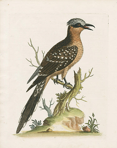 George Edwards Bird Print Spotted Cuckow EDB286