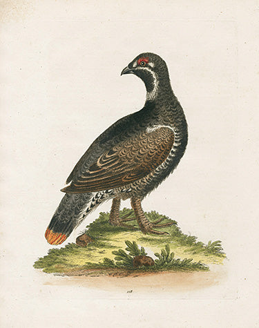 George Edwards Bird Print Spotted Heath Cock EDB303